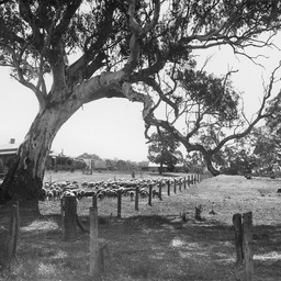 Sheep near Kuitpo