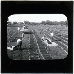 Drying fruit at Renmark