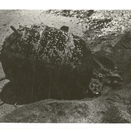 Colin James Ellis, World War II photograph album, Darwin.