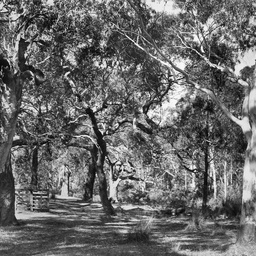 'Burbrook' near Kuitpo.