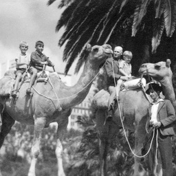 Camels at Government House