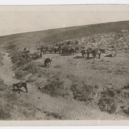Horses resting after a fight.
