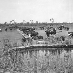 Cattle on Todmorden Station