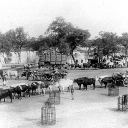 Shipping at Wilcannia with bullock teams bringing wool