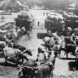 Bullock teams carting wool at Echuca