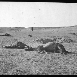 Egypt during World War I