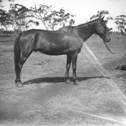 Tethered horse