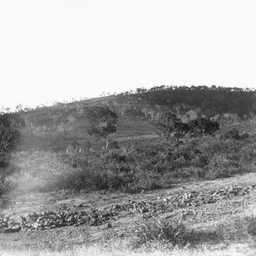 Rural scene