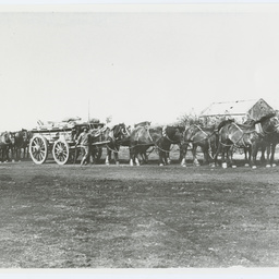 Horse Team, Wirrabara