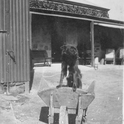 Dog in wheelbarrow