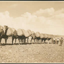 Camel train