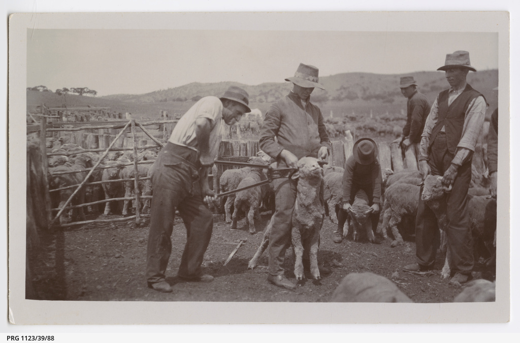 Cutting rams' horns • Photograph • State Library of South Australia