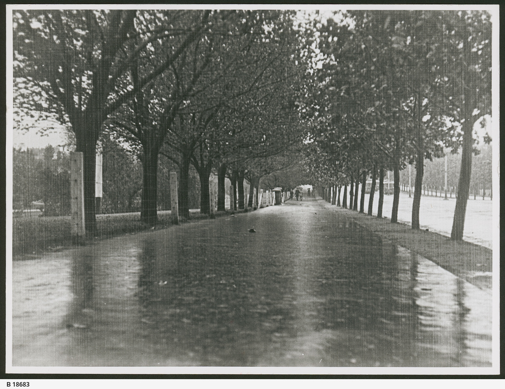 King William Road • Photograph • State Library of South Australia
