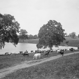 Dairy herd