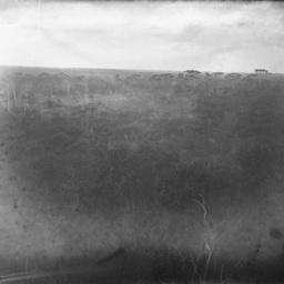 Rural scene
