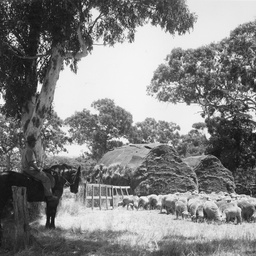 Sheep at Myponga