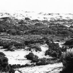 Sand dune and vegetation on Younghusband Peninsula