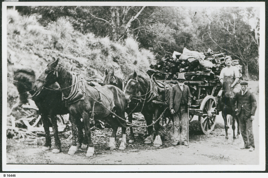 Delivering Wood, Mount Gambier • Photograph • State Library of South