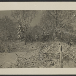 Fresh snowfall on a woodland landscape
