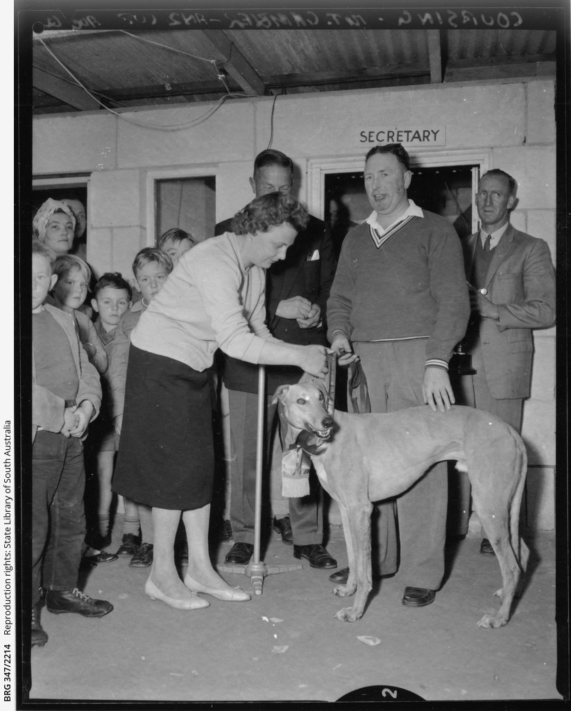 Coursing Mount Gambier ANZ Cup • Photograph • State Library of South