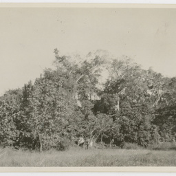 Colin James Ellis, World War II photograph album, Darwin.