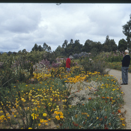South African plants in flower in Wittunga Botanic Garden