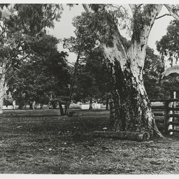 Selected photos taken by Henry Hammond Tilbrook