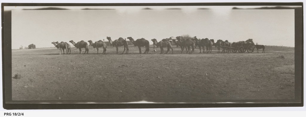 Eighteen-camel-drawn wagon