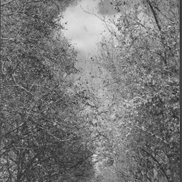 Frome Road
