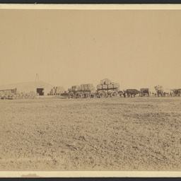 Bullock Train, Andamooka