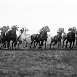 Start of a horse race at Balaklava, South Australia