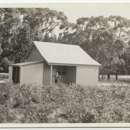 Views of pine plantation and saw mill