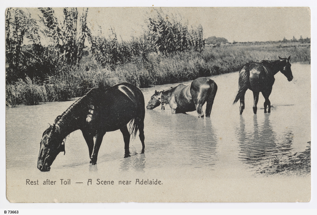 Postcard showing horses drinking in a river near Adelaide • Photograph