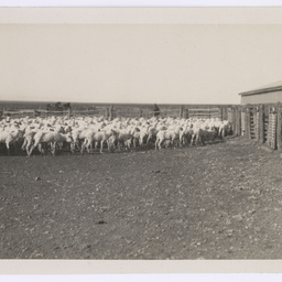 Sheep at Mutooroo Station