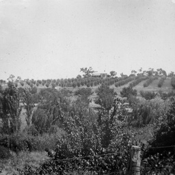 Wirrabara Forest