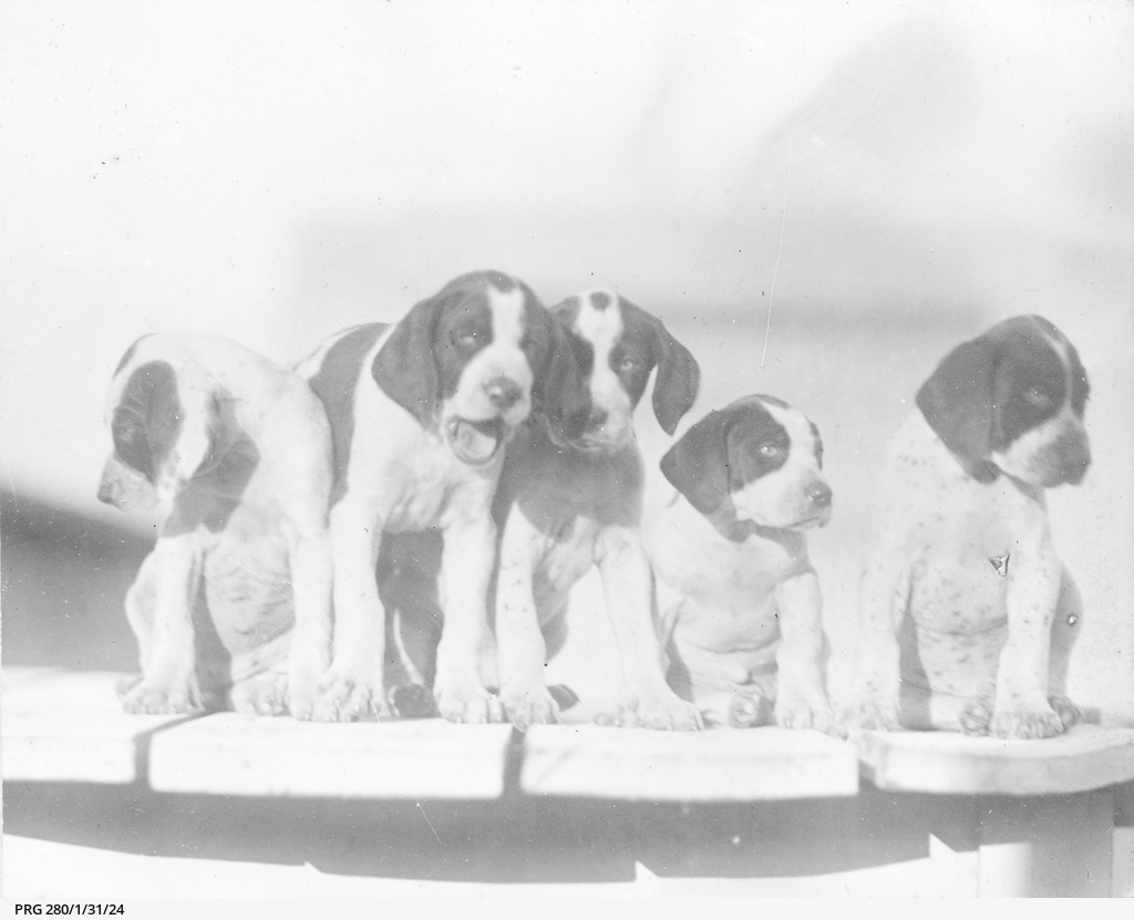 Five puppy dogs • Photograph • State Library of South Australia