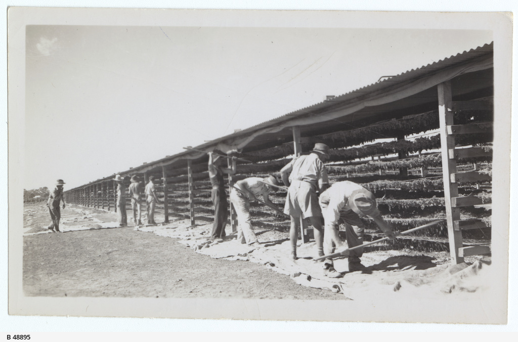 Fruit drying racks • Photograph • State Library of South Australia