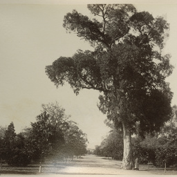 Adelaide and the Adelaide Hills: album of views
