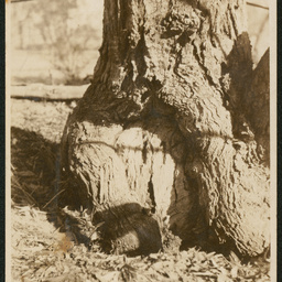 Burke's grave