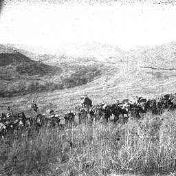 Troops and horses.