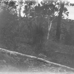 Bush scene