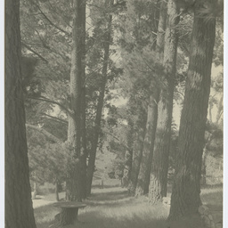Photos of the Heysen family and The Cedars