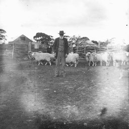 Sheep in yard