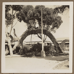 Old gum tree, Glenelg.