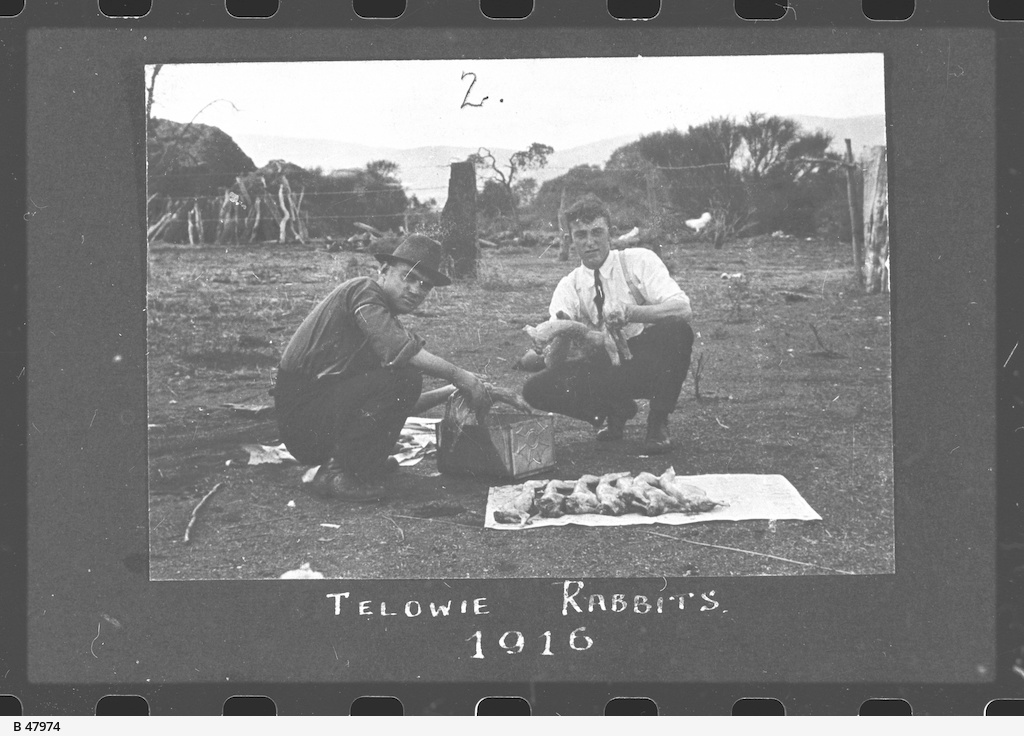 Preparing rabbits • Photograph • State Library of South Australia