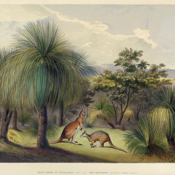 Grass trees at Yankallillah with the red kangaroo