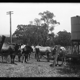 Collection of photographs taken around Adelaide by Theo Bachmann