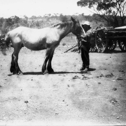 Draft horse
