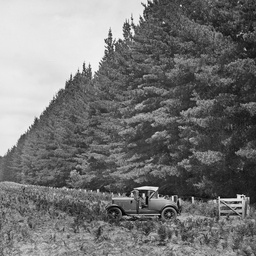 Penola Pine Forest