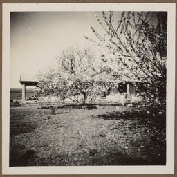 Bungalow style house with verandahs, with almond and plum trees in blossom.